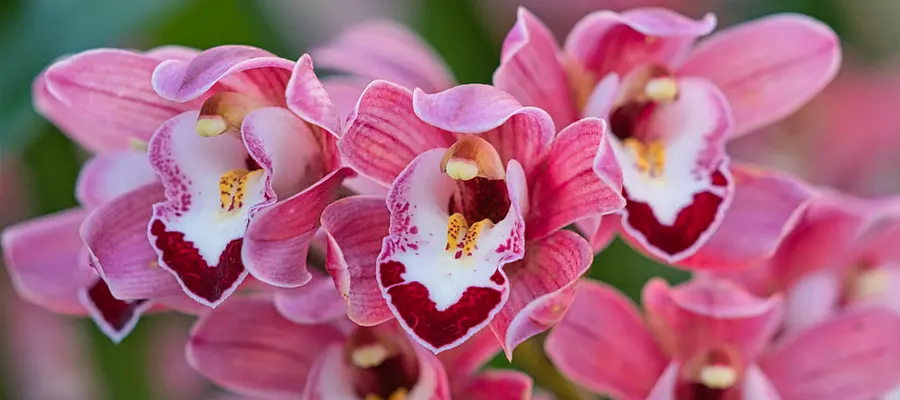 sessa orchid sanctuary